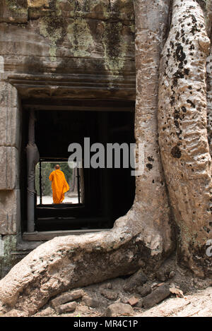 Mönch, riesigen Bäumen und Wurzeln im Tempel Ta Prom Angkor Wat Kambodscha Wahrzeichen Stockfoto