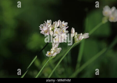 Rosa Knoblauch wild wachsenden Lateinischer Name allium roseum in der Hecken in Mittelitalien im Frühjahr Stockfoto