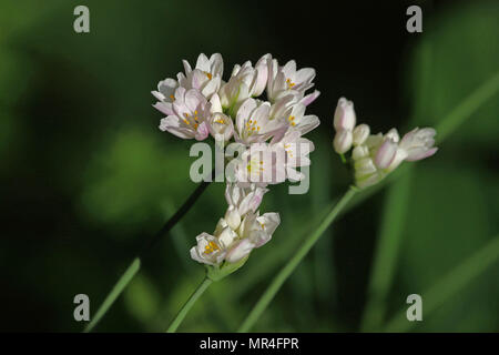 Rosa Knoblauch wild wachsenden Lateinischer Name allium roseum in der Hecken in Mittelitalien im Frühjahr Stockfoto