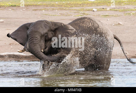 Chudop afrikanischen Elefanten am Wasserloch, Etosha National Park, Namibia. Stockfoto