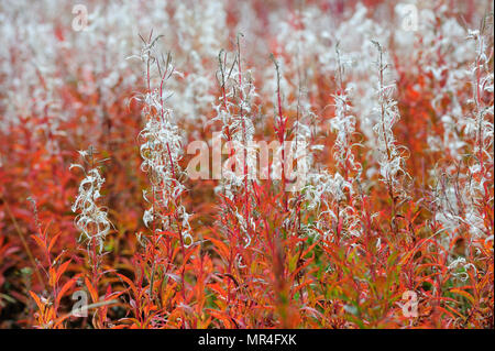 Im Herbst Fireweed, Indian Summer, Schweden Stockfoto