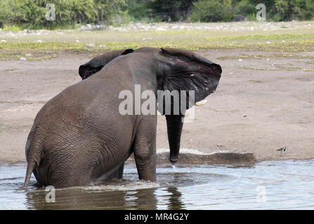 Chudop afrikanischen Elefanten am Wasserloch, Etosha National Park, Namibia. Stockfoto