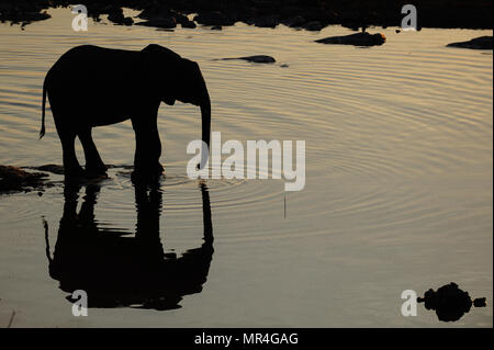 Afrikanischer Elefant an einem Wasserloch mit Reflexion, Etosha Nationalpark, Namibia, (loxodonta Africana) Stockfoto