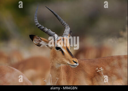 Schwarz konfrontiert Impala buck Leiter Porträt, Etosha Nationalpark, Namibia, (Aepyceros melampus petersi) Stockfoto