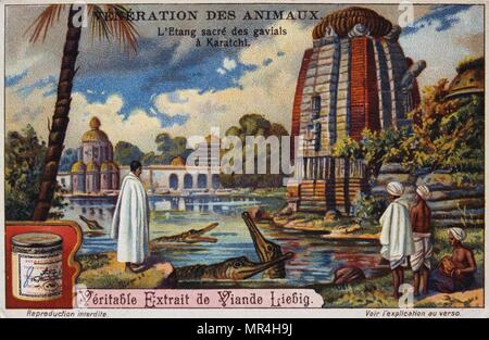 Leibig Karte zeigt die Anbetung der Gharial, in Indien in der Nähe von einen hinduistischen Tempel. Etwa um 1900. Die GHARIAL (Gavialis gangeticus), auch als Der gavial bekannt, und die Fisch fressenden Krokodil, ist ein crocodilian der Familie Gavialidae, native auf den nördlichen Teil des indischen Subkontinents