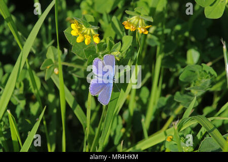 Gemeinsame blauer Schmetterling Flügel ausgestreckt und volle Farbe blau Farbe lateinischer Name Euplagia quadripunctaria boalensis auf gelbe Kleeblatt in Italien Stockfoto