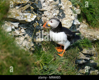 Papageientaucher Verschachtelung auf die hohen Kreidefelsen am Bempton in East Yorkshire, Großbritannien. Stockfoto