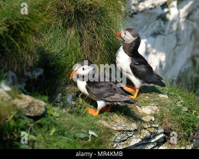 Papageientaucher Verschachtelung auf die hohen Kreidefelsen am Bempton in East Yorkshire, Großbritannien. Stockfoto