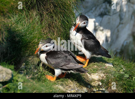 Papageientaucher Verschachtelung auf die hohen Kreidefelsen am Bempton in East Yorkshire, Großbritannien. Stockfoto