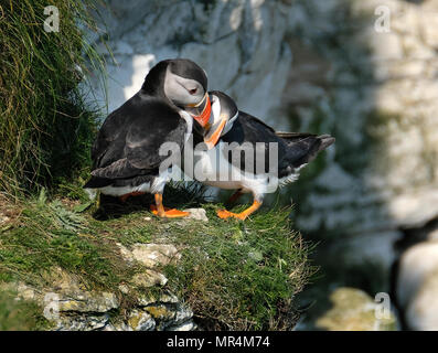 Papageientaucher Verschachtelung auf die hohen Kreidefelsen am Bempton in East Yorkshire, Großbritannien. Stockfoto