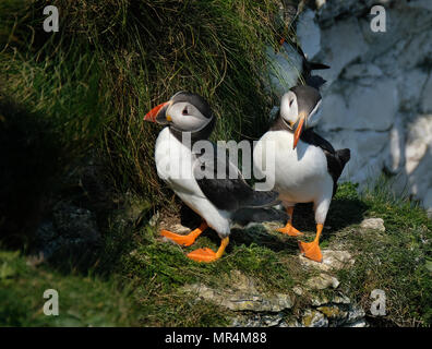 Papageientaucher Verschachtelung auf die hohen Kreidefelsen am Bempton in East Yorkshire, Großbritannien. Stockfoto