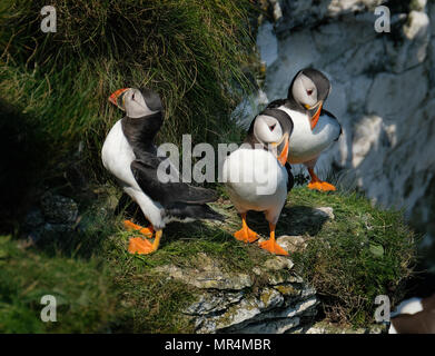 Papageientaucher Verschachtelung auf die hohen Kreidefelsen am Bempton in East Yorkshire, Großbritannien. Stockfoto