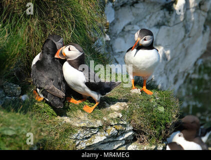 Papageientaucher Verschachtelung auf die hohen Kreidefelsen am Bempton in East Yorkshire, Großbritannien. Stockfoto