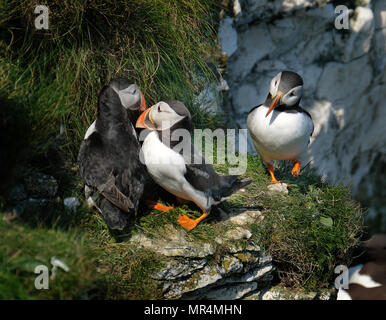 Papageientaucher Verschachtelung auf die hohen Kreidefelsen am Bempton in East Yorkshire, Großbritannien. Stockfoto