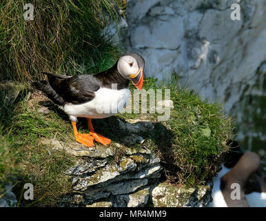 Papageientaucher Verschachtelung auf die hohen Kreidefelsen am Bempton in East Yorkshire, Großbritannien. Stockfoto