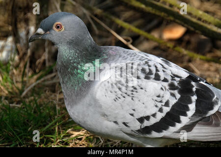 Wilde Taube auf der Suche nach Lebensmittel in städtischen Haus Garten. Stockfoto