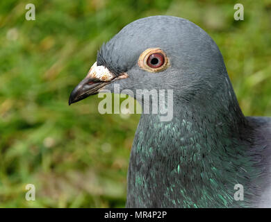 Wilde Taube auf der Suche nach Lebensmittel in städtischen Haus Garten. Stockfoto