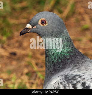 Wilde Taube auf der Suche nach Lebensmittel in städtischen Haus Garten. Stockfoto