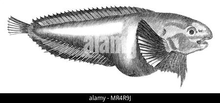 Von "British Zoologie" von Thomas Pennant, 1812 getroffen Stockfoto