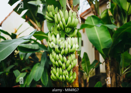 Nahaufnahme der grünen Bananen wachsen am Baum in Hoi An, Vietnam Stockfoto