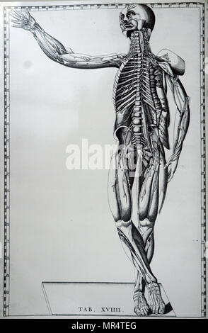 Drucken eines menschlichen Skeletts und das Nervensystem von Bartolomeo Eustachi (d.1574) einer der Begründer der Wissenschaft der menschlichen Anatomie. Vom 18. Jahrhundert Stockfoto