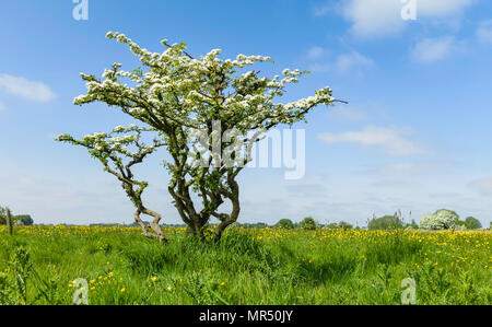 Hawthorn tree in voller Blüte umgeben von hohen Gräsern und Butterblumen auf einem hellen Frühling Morgen in Figham Weide, Beverley, Stockfoto