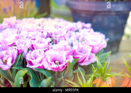 Blumen in Töpfe in der Stadt. Viele frische Tulpen Stockfoto