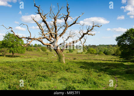 Einen toten Baum auf einen späten Frühling Nachmittag an den Lords Stück in der Nähe von Fittleworth in West Sussex Stockfoto