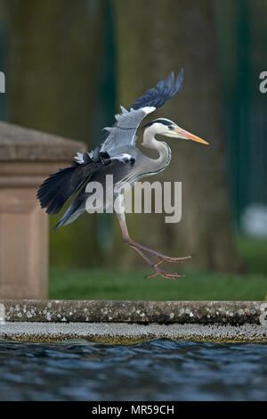 Graureiher (Ardea Cinerea) Stockfoto