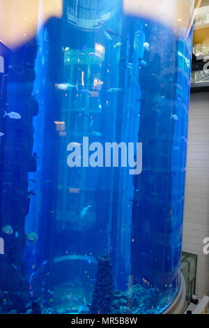 Foto der AquaDom in Berlin, Deutschland, ist ein 25 m (82 ft) hohen zylindrischen Acrylglas Aquarium mit integrierter transparenter Aufzug. Es ist im Radisson Blu Hotel in Berlin-Mitte. Stockfoto