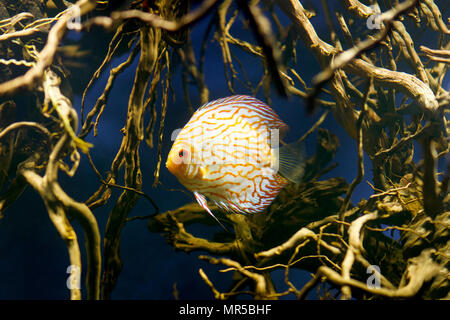 Amazon Biotop Wild Discus Stockfoto