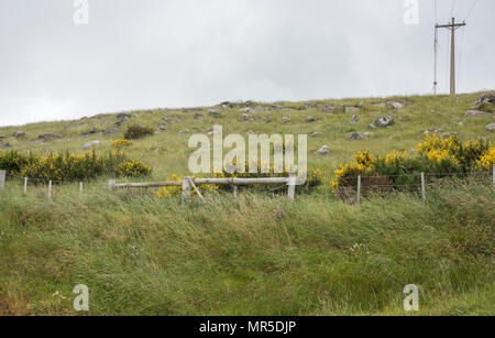 Gras Wiese mit Steinen und Wildblumen unter bedecktem Himmel in Dunedin, Neuseeland Stockfoto