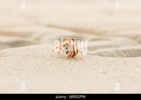 Einsiedlerkrebs, Pagurus Bernhardus, Krabbeln auf dem Sand Strand in der Nähe, mit Schwerpunkt auf der Vorderseite pink Körperteile gegen einen unscharfen Hintergrund Stockfoto