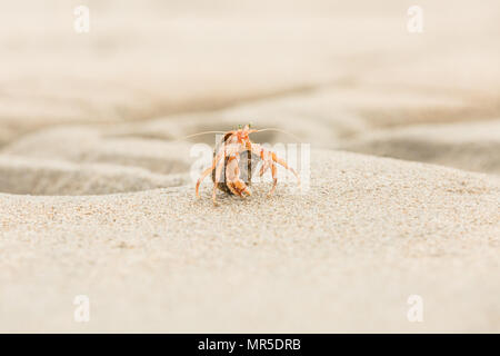 Einsiedlerkrebs, Pagurus Bernhardus, Krabbeln auf dem Sand Strand in der Nähe, mit Schwerpunkt auf der Vorderseite pink Körperteile gegen einen unscharfen Hintergrund Stockfoto