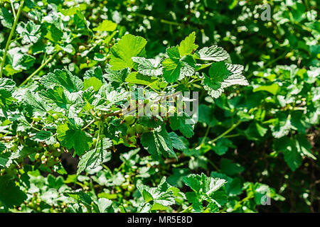 Foto aller Arten von Pflanzen in der Natur, wie sie sind. Stockfoto