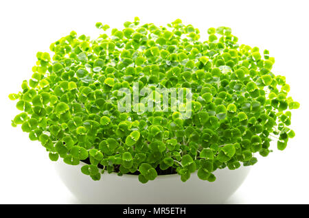 Basilikum microgreens in weiße Schüssel. Sprossen, grüne Sämlinge, Jungpflanzen, Blätter und Keimblättern von Ocimum basilicum, auch Saint-Joseph's - Würze. Stockfoto