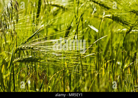 Foto aller Arten von Pflanzen in der Natur, wie sie sind. Stockfoto