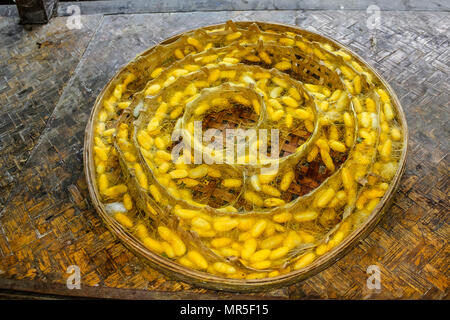 Mit der Kokons der Seidenraupe in einem silkworm Bauernhof warten auf Schmetterlinge zu geboren und wieder das Leben Kreis mit Reproduktion beginnen. Die Seide wird aus diesen Kokon gekocht in heißem Wasser extrahiert. Stockfoto