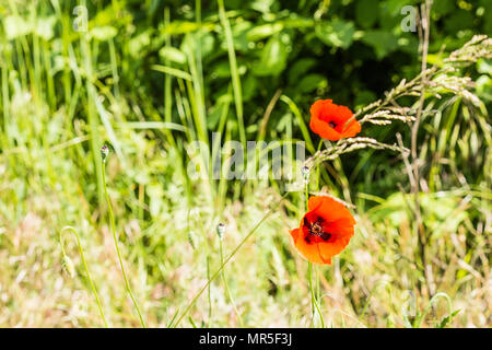 Foto aller Arten von Pflanzen in der Natur, wie sie sind. Stockfoto