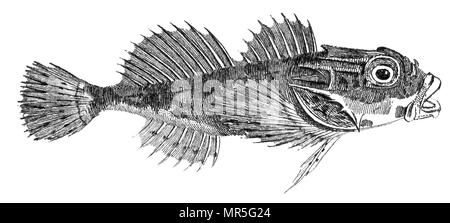 Von "British Zoologie" von Thomas Pennant, 1812 getroffen Stockfoto