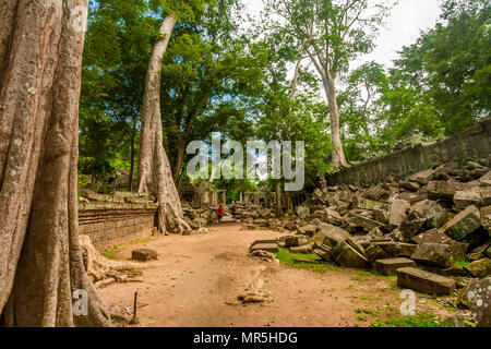 Ein Gehweg zwischen der Wand Ruinen von Kambodscha Ta Prohm Tempel. Auf der linken Seite Bäume mit ihren massiven Wurzeln über die rötlichen Mauer wuchs. Stockfoto