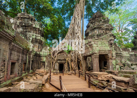 Ein Holzsteg, Plattform und angeseilt Geländer wurden eingerichtet, dieses beeindruckende Tempelanlagen von Ta Prohm mit der riesige Würgefeige zu schützen. Stockfoto