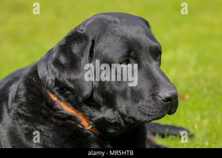 Stammbaum schwarzer Labrador auf dem Feld liegend in Großbritannien Stockfoto
