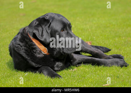 Stammbaum schwarzer Labrador auf dem Feld liegend in Großbritannien Stockfoto