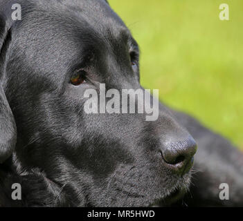 Stammbaum schwarzer Labrador auf dem Feld liegend in Großbritannien Stockfoto