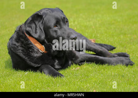 Stammbaum schwarzer Labrador auf dem Feld liegend in Großbritannien Stockfoto