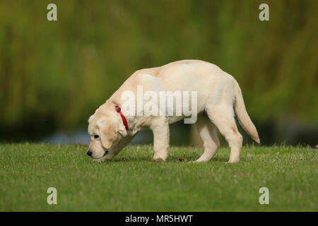 Stammbaum Golden Labrador Welpe spielen in einem Feld in der UK Stockfoto