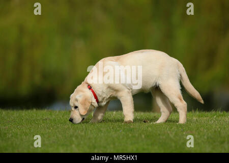 Stammbaum Golden Labrador Welpe spielen in einem Feld in der UK Stockfoto