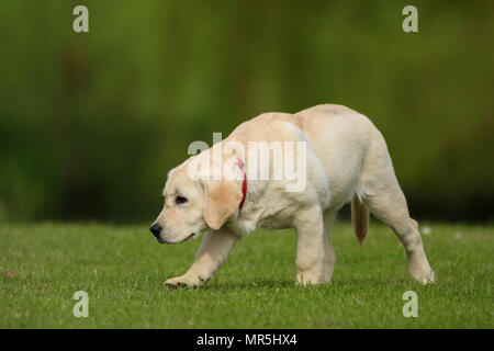 Stammbaum Golden Labrador Welpe spielen in einem Feld in der UK Stockfoto