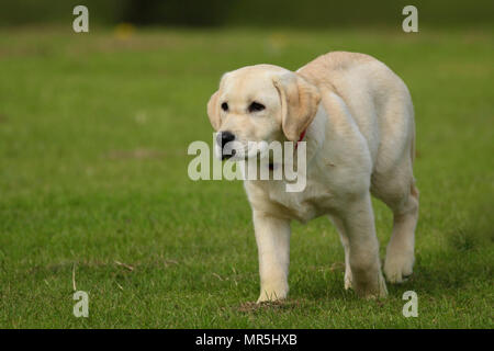 Stammbaum Golden Labrador Welpe spielen in einem Feld in der UK Stockfoto